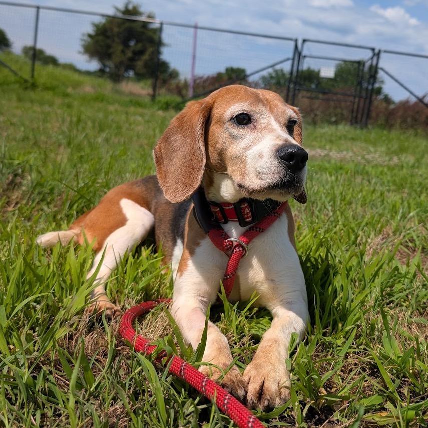 Pam, a Adoptable Beagle in Nowata, OK image 3/4
