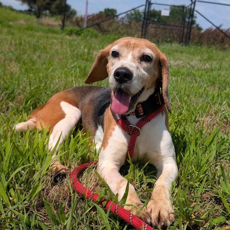 Pam, a Adoptable Beagle in Nowata, OK image 4/4