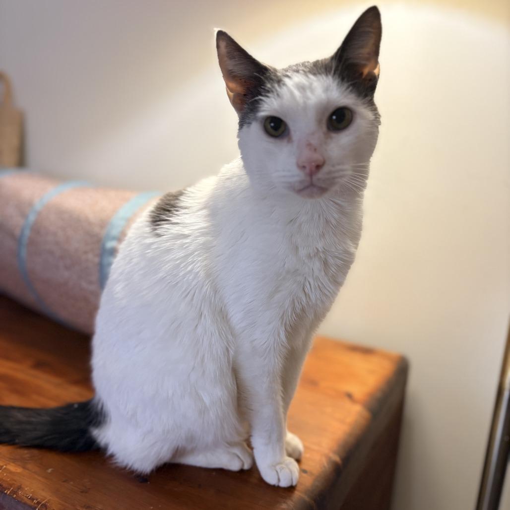 Enlarge Professor Sheldon, a Adoptable Domestic Short Hair in Abingdon, MD image 1/2