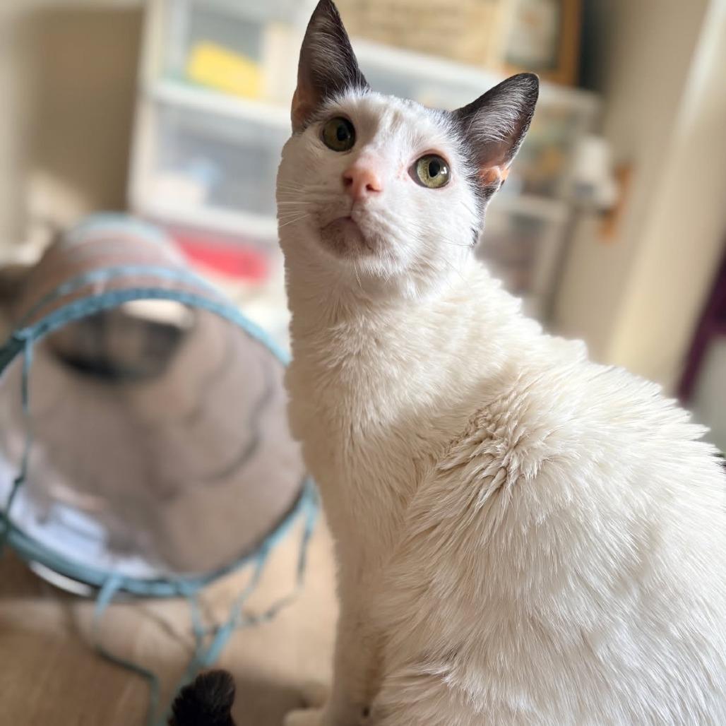 Enlarge Professor Sheldon, a Adoptable Domestic Short Hair in Abingdon, MD image 2/3