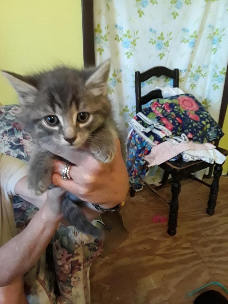 Ephraim, Adopted, Kitten Male Domestic Short Hair.