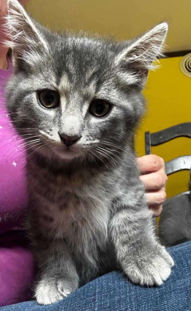Enlarge Ephraim, a Adopted mixed breed in Brainardsville, NY image 2/2