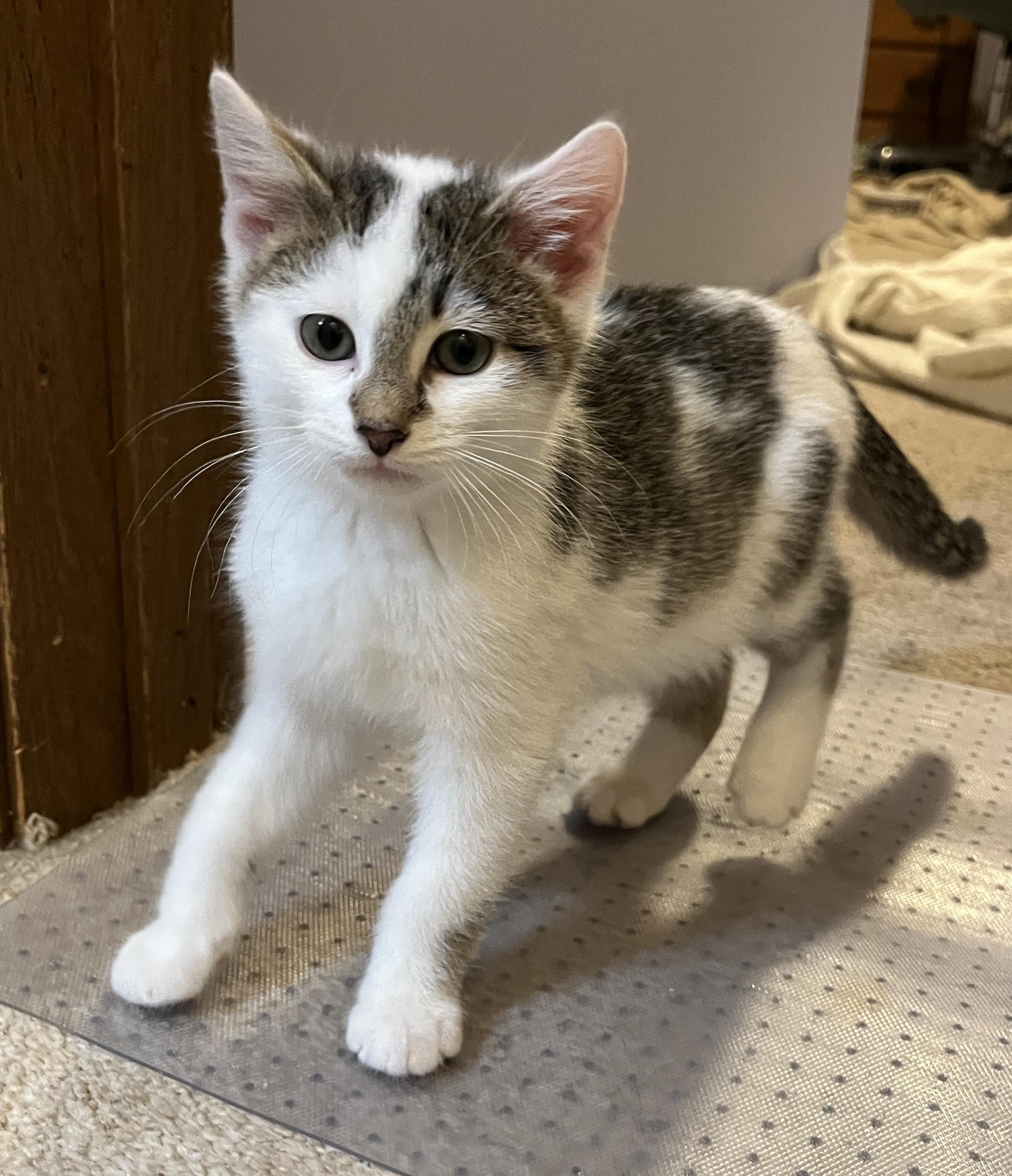 Enlarge Kneesa, a Adoptable Domestic Short Hair in Wheeling, IL image 1/2