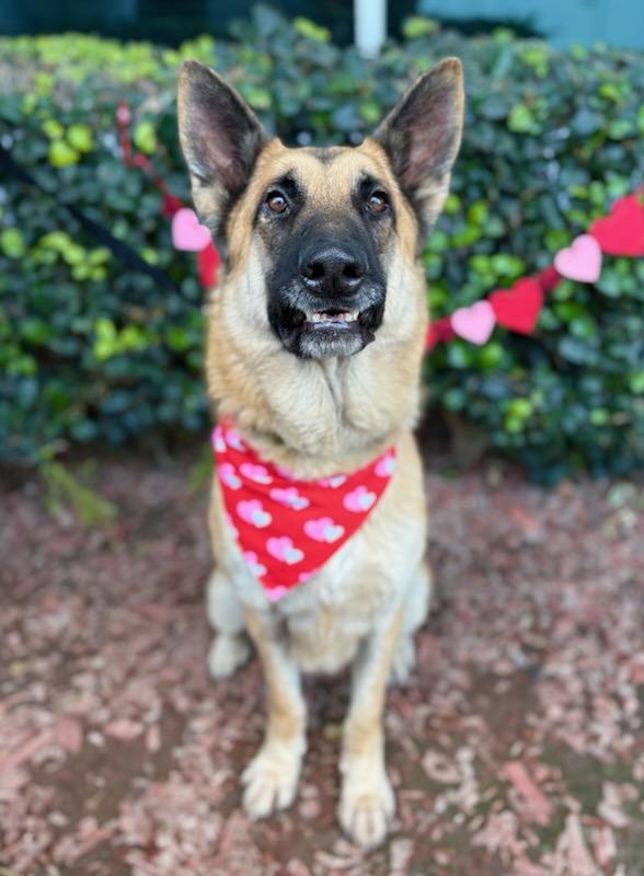 Orlando, Adult Male German Shepherd Dog