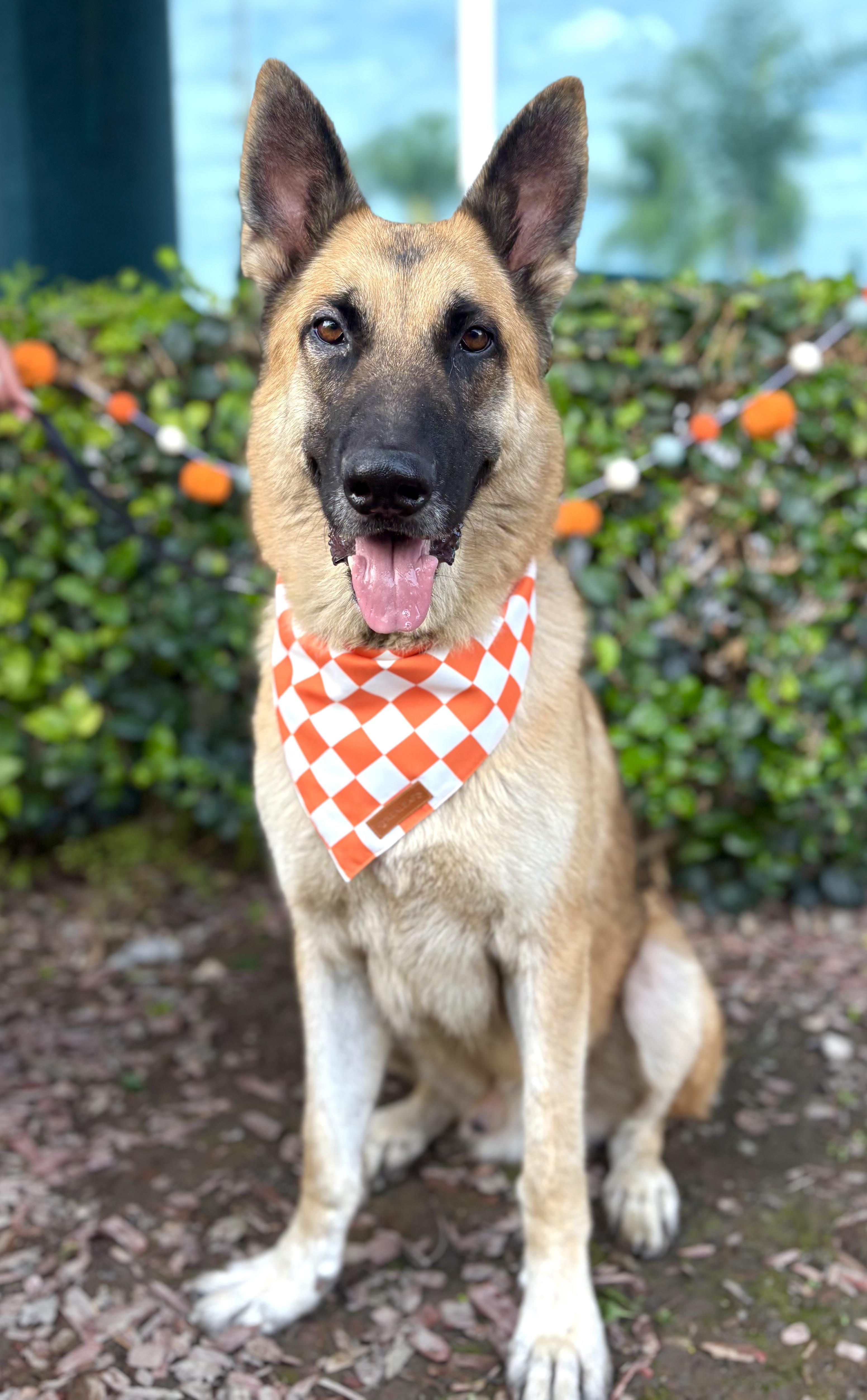 Orlando, a Adoptable German Shepherd Dog in South El Monte, CA image 6/6