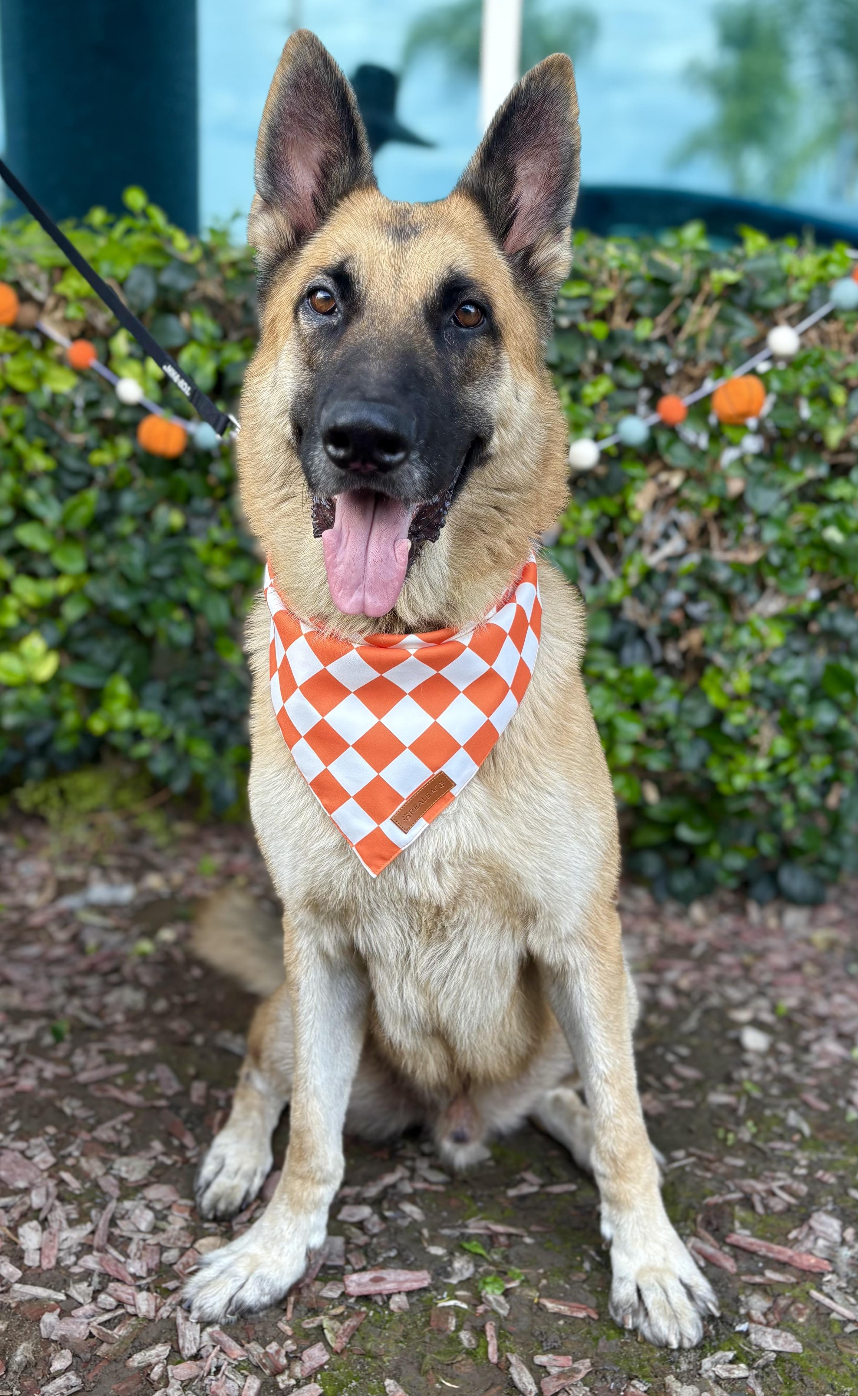 Orlando, a Adoptable German Shepherd Dog in South El Monte, CA image 1/6