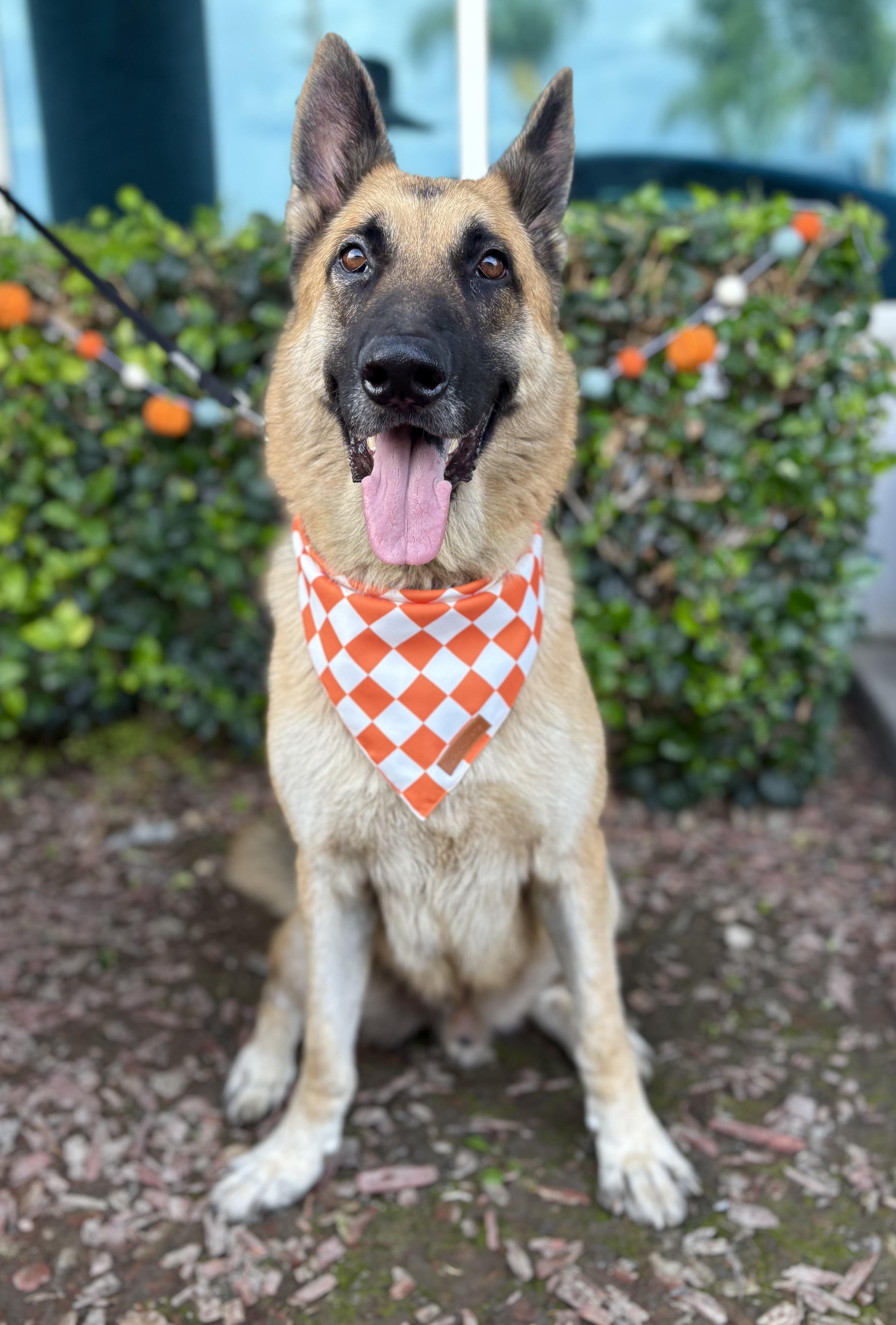 Orlando, a Adoptable German Shepherd Dog in South El Monte, CA image 3/6
