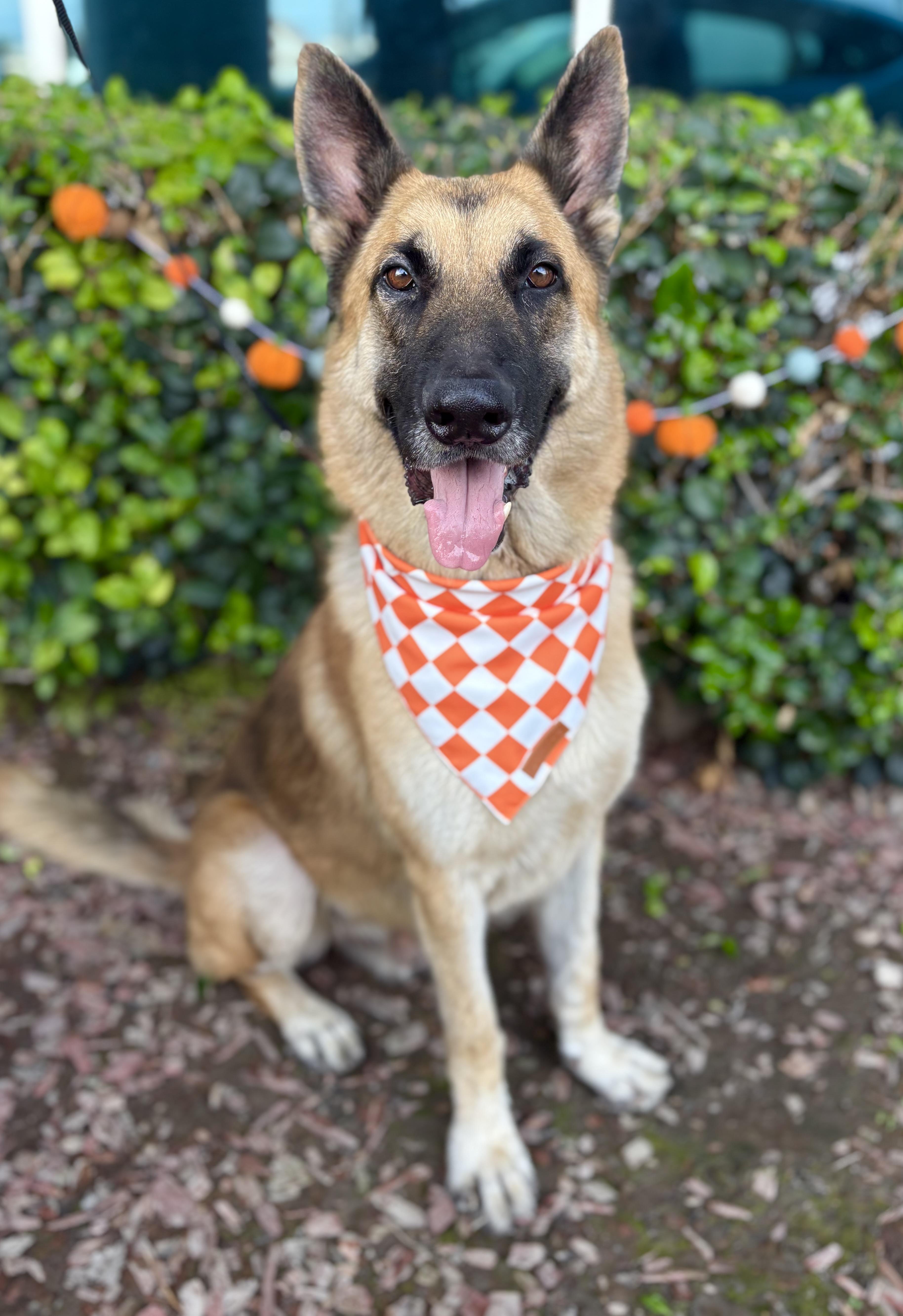 Orlando, a Adoptable German Shepherd Dog in South El Monte, CA image 2/6