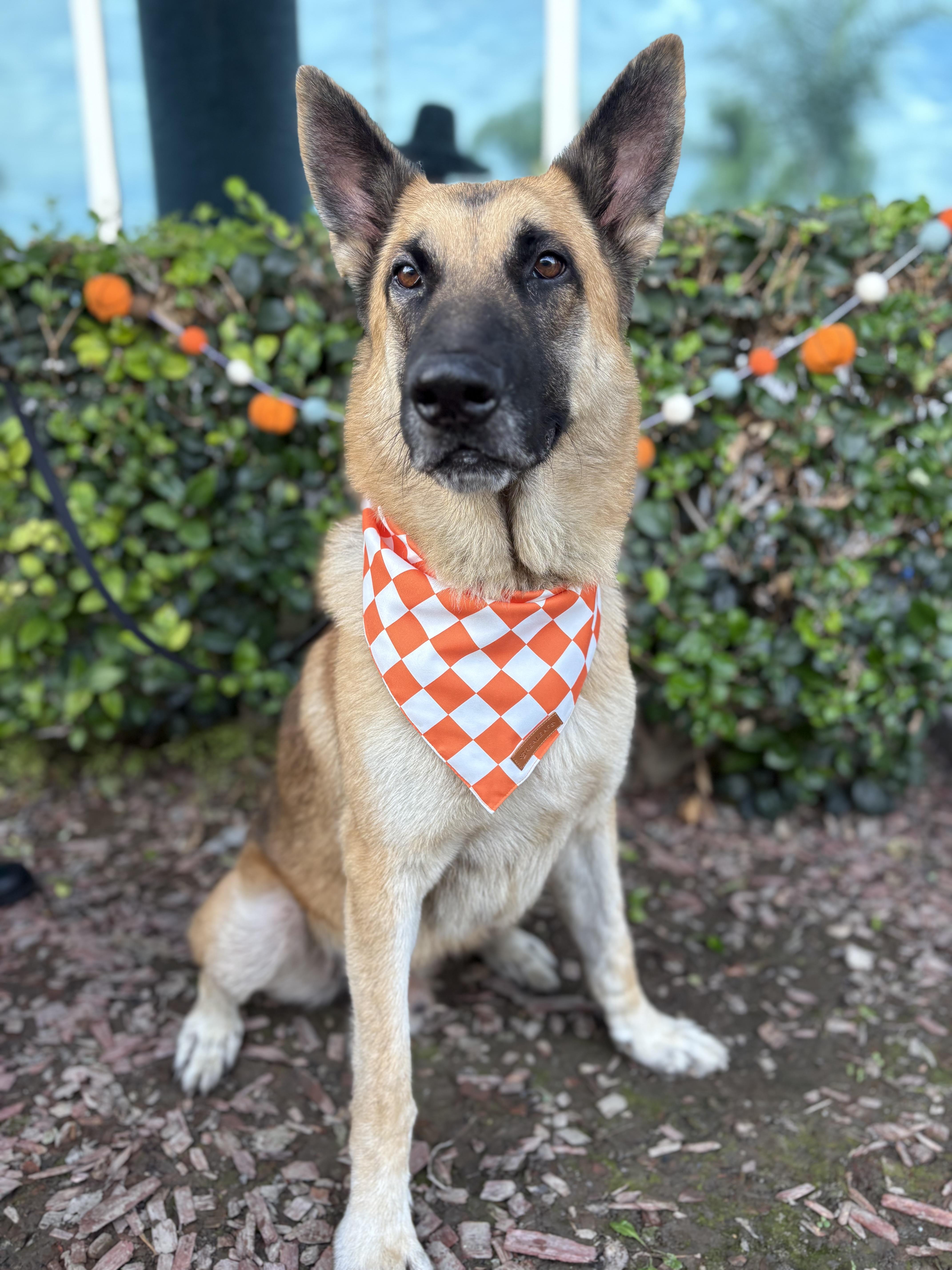 Orlando, a Adoptable German Shepherd Dog in South El Monte, CA image 5/6