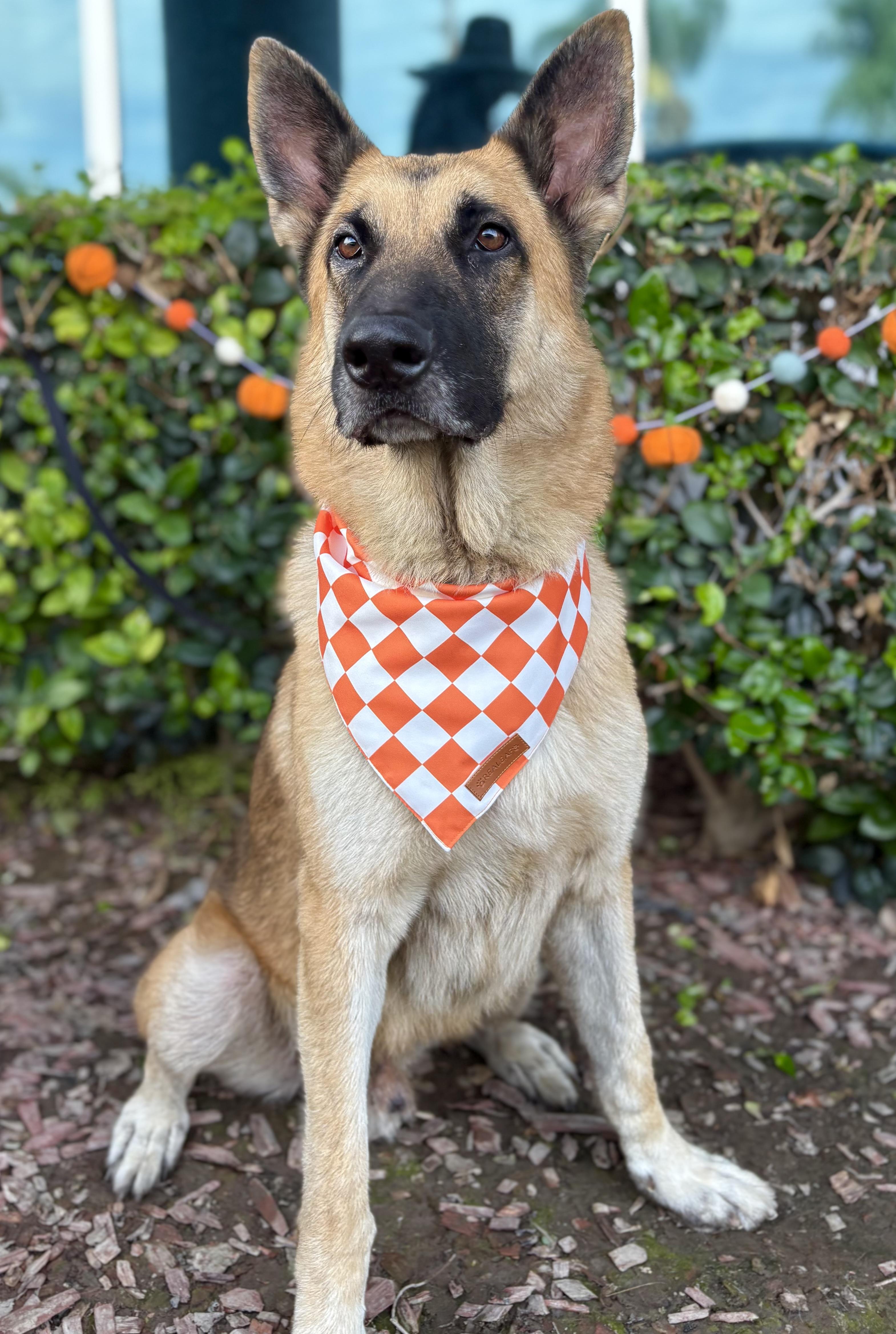 Orlando, a Adoptable German Shepherd Dog in South El Monte, CA image 4/6