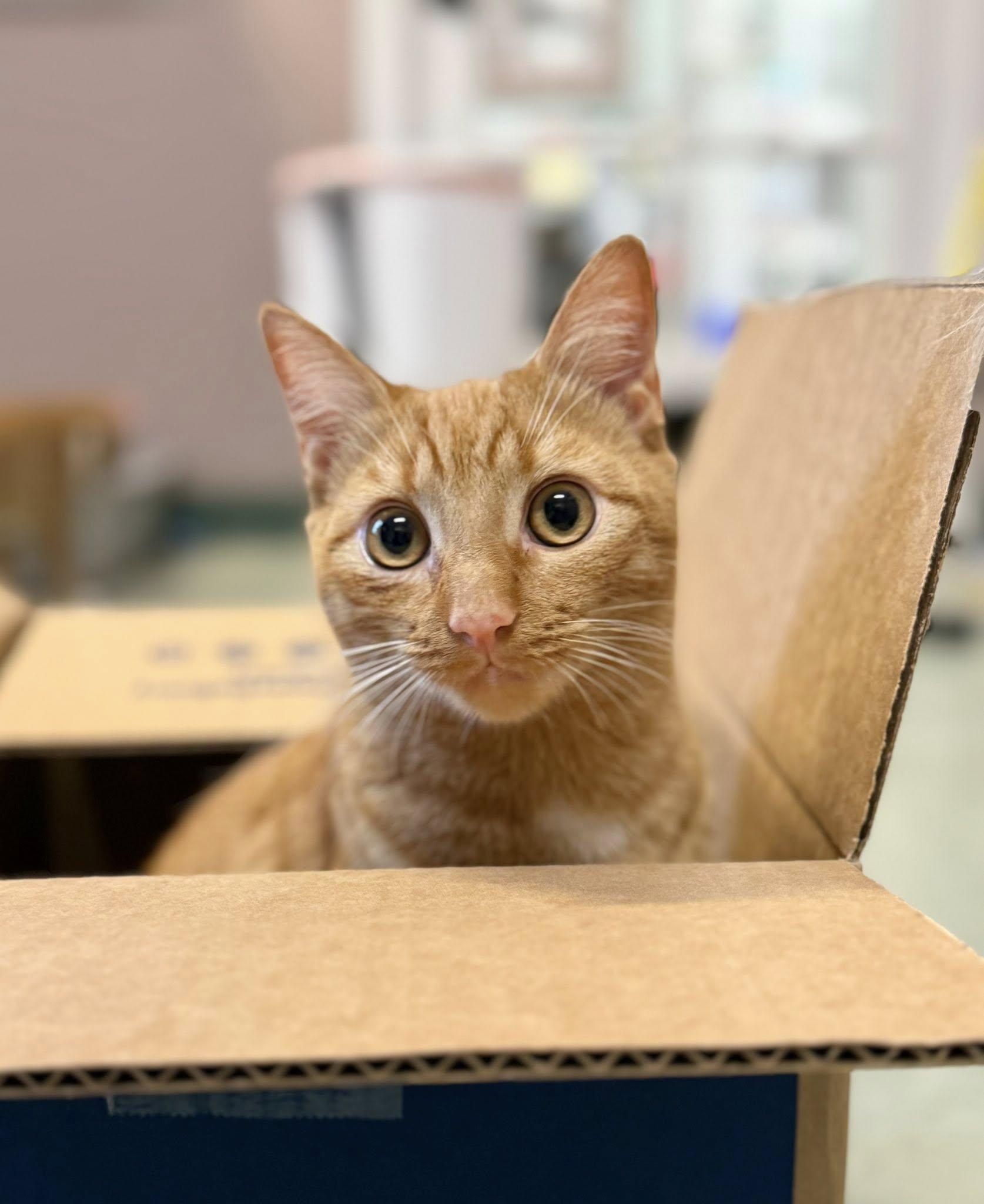 Saiyan, ADOPTABLE, Young Male Domestic Short Hair.