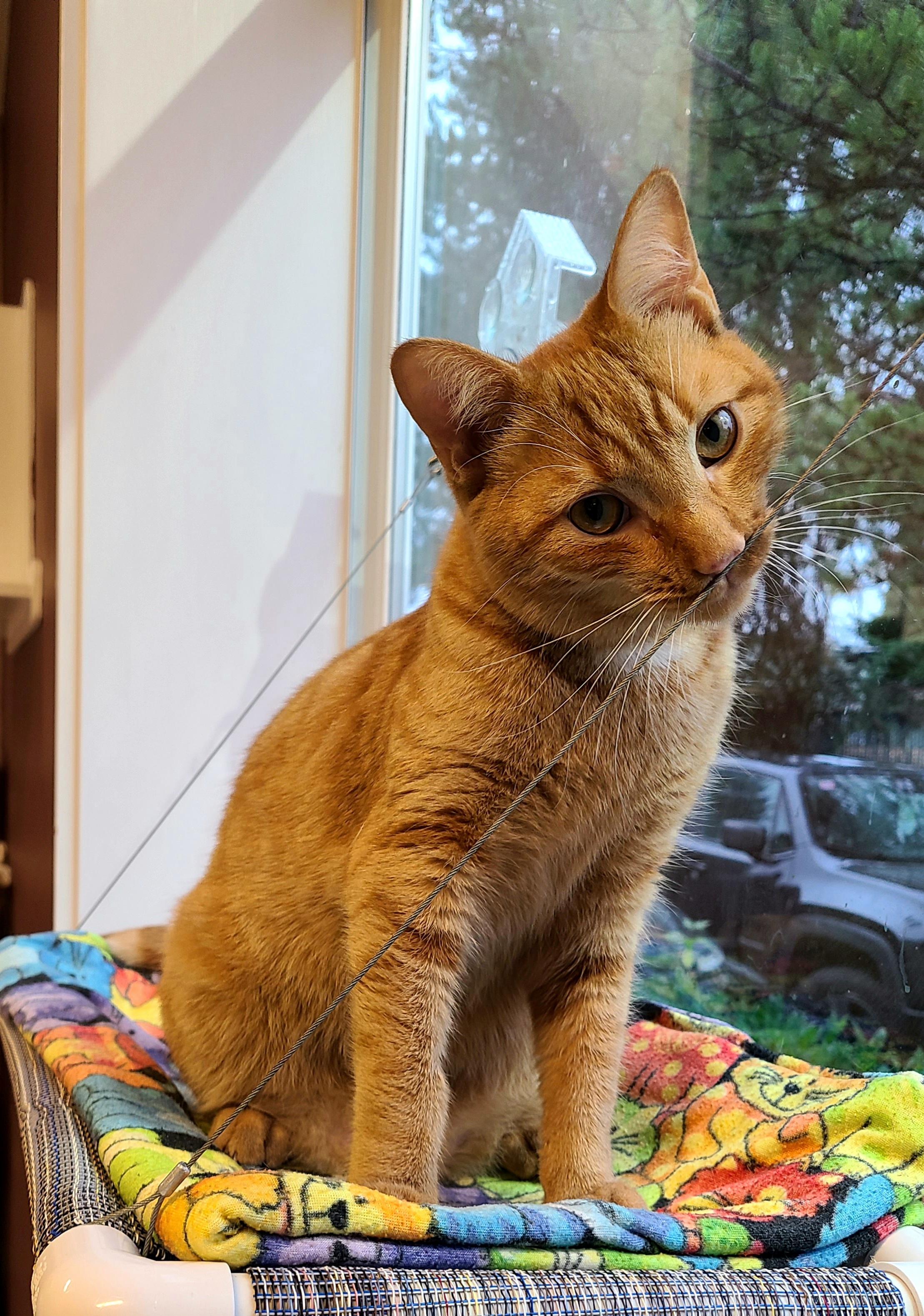 Saiyan, ADOPTABLE, Young Male Domestic Short Hair.