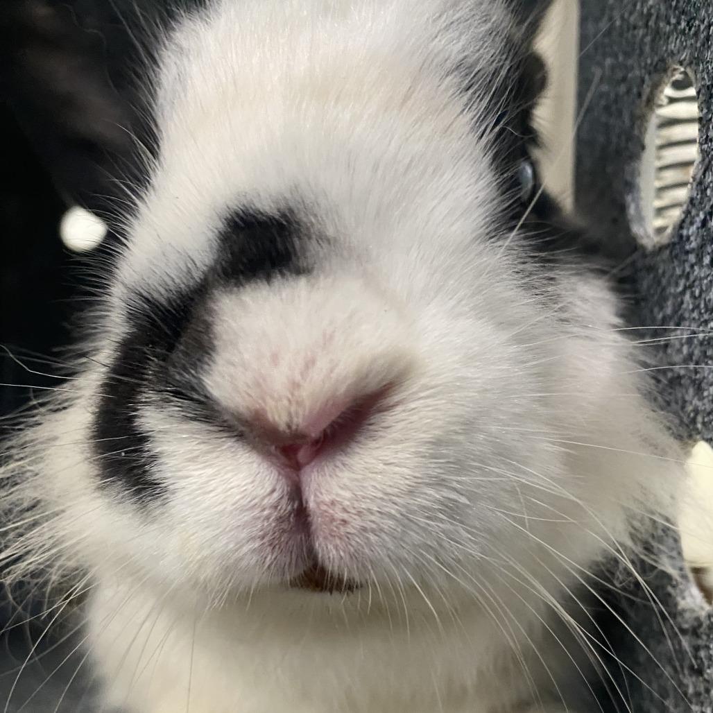 Enlarge Margie, a Adoptable Bunny Rabbit in Harrisonburg, VA image 1/1
