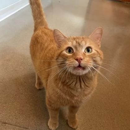 Enlarge Homer, an adopted Domestic Short Hair in Rochester, MN image 2/2