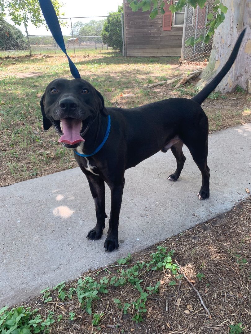 Ogdan, Adoptable, Young Male Labrador Retriever.