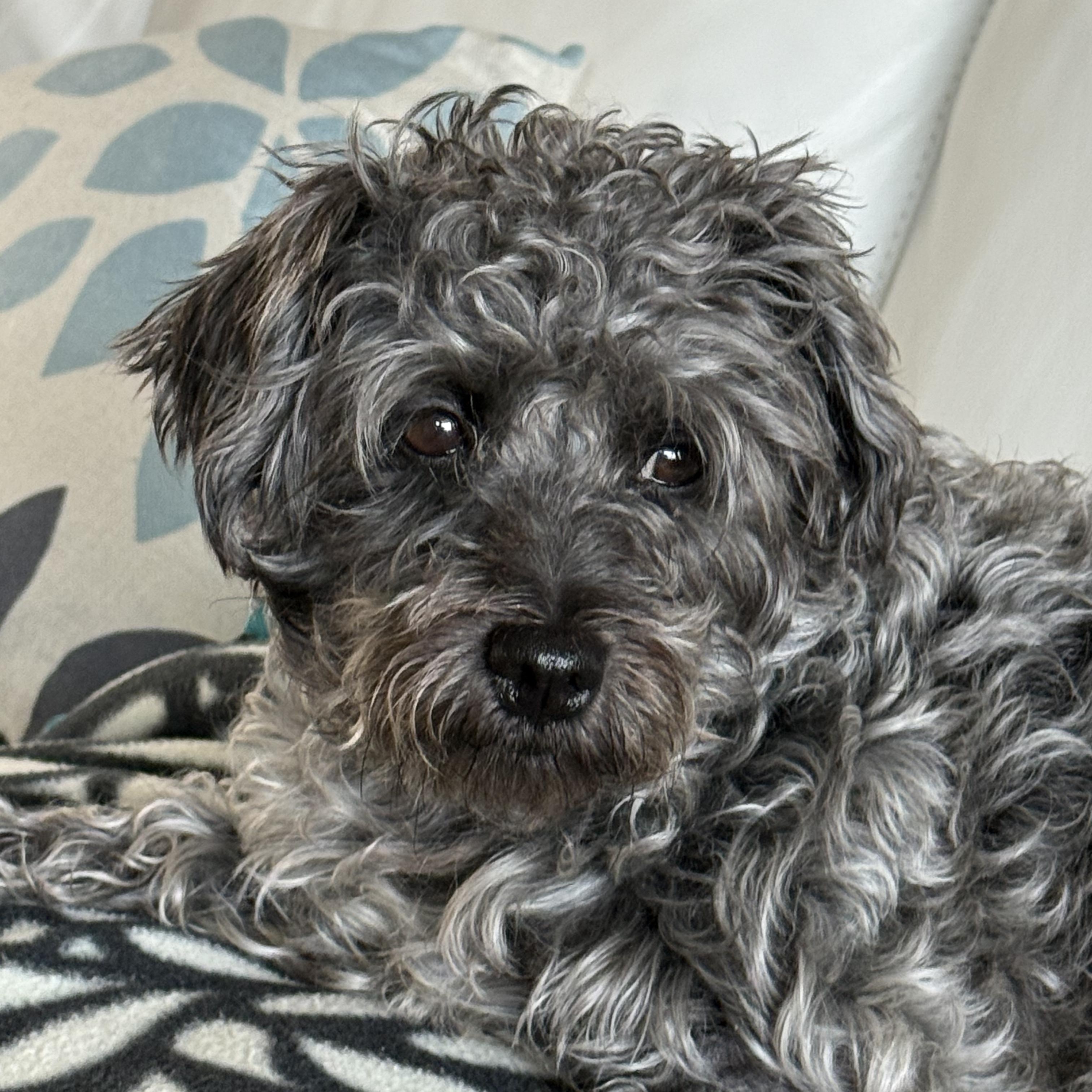 Shiloh, ADOPTABLE, Adult Female Schnauzer & Poodle.