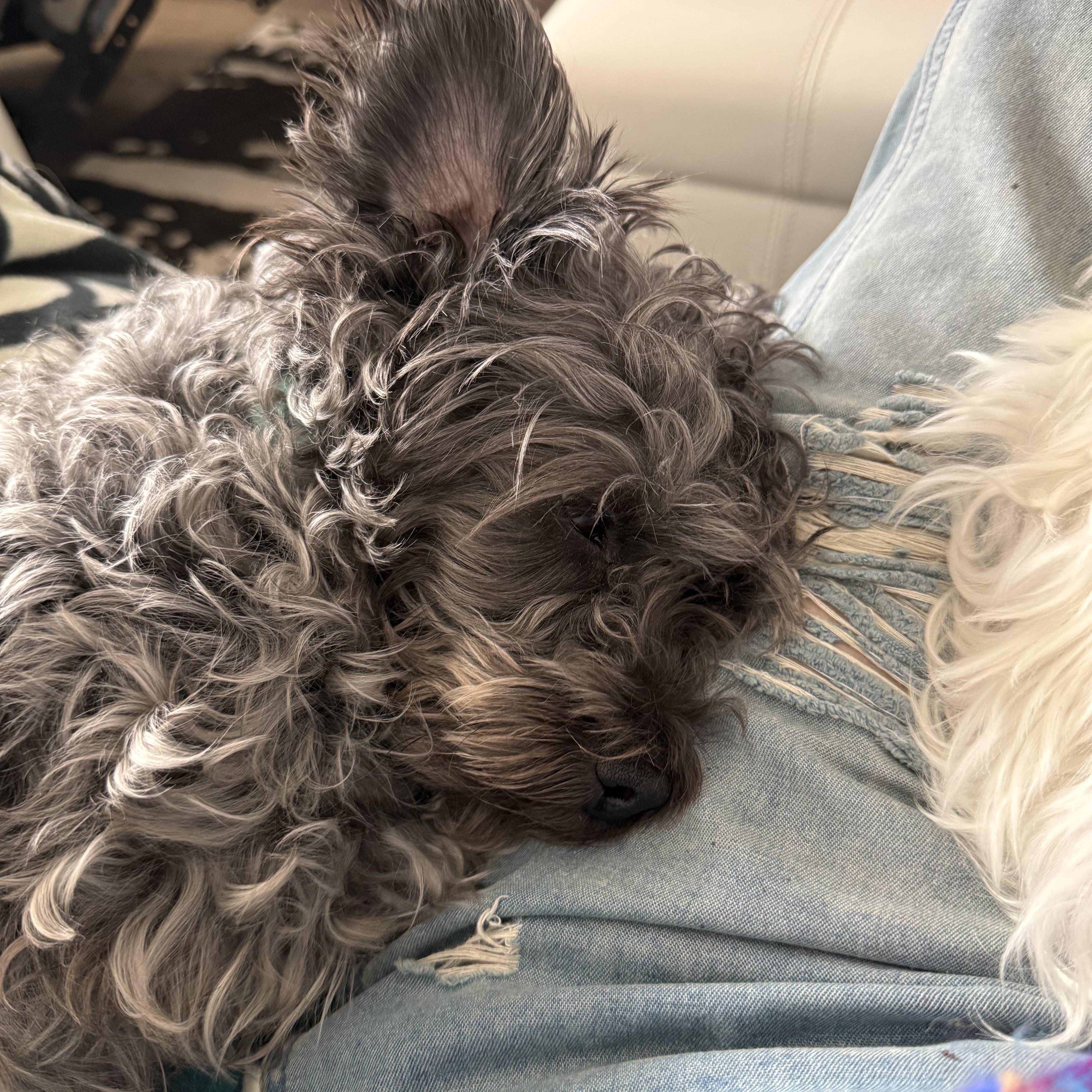 Shiloh, a ADOPTABLE mixed breed in Barrie, ON image 2/4