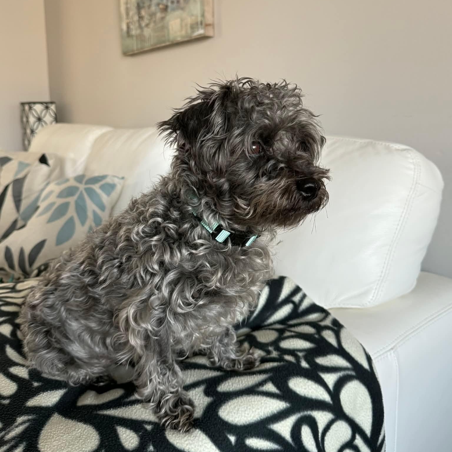 Shiloh, a ADOPTABLE mixed breed in Barrie, ON image 4/4