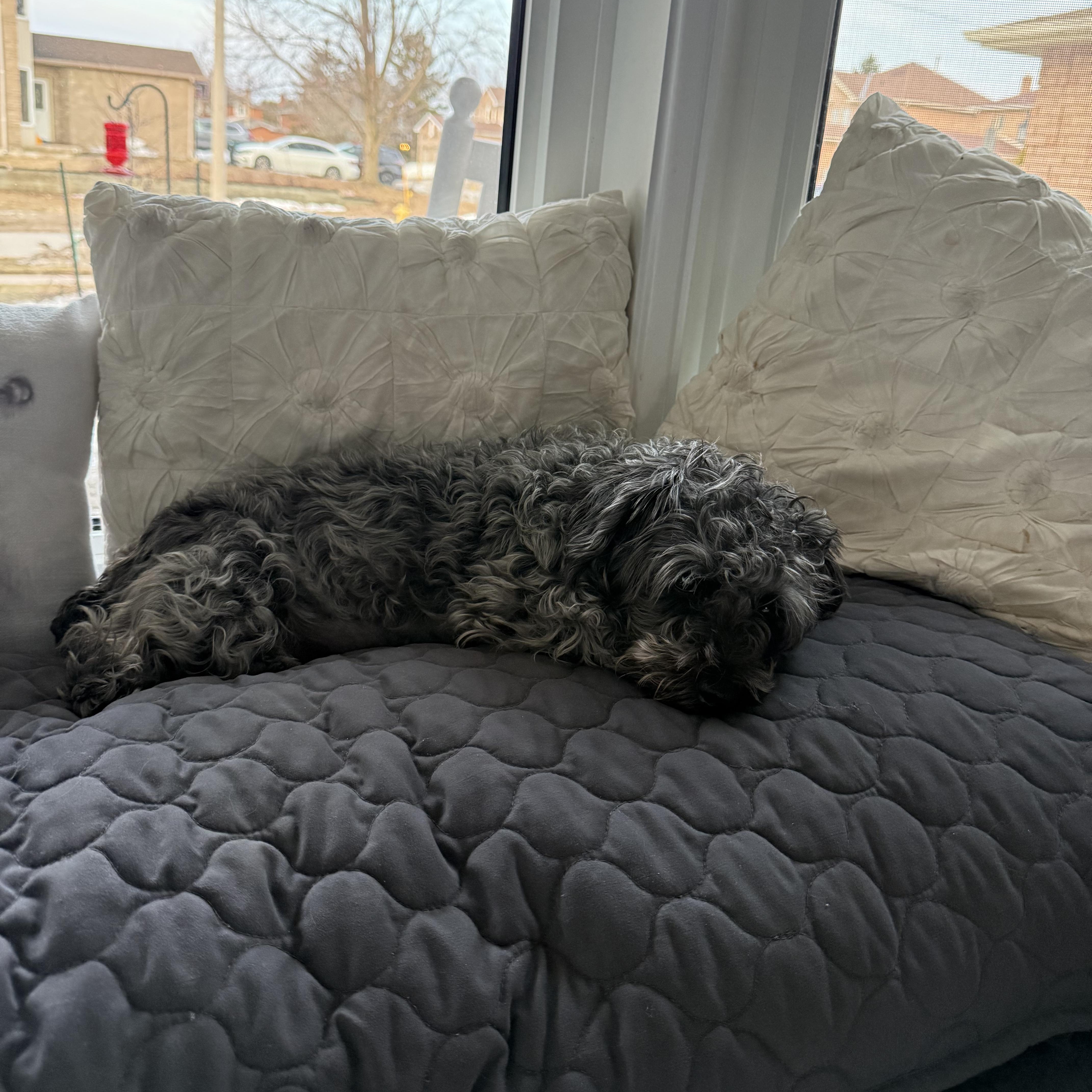 Shiloh, a ADOPTABLE mixed breed in Barrie, ON image 3/4