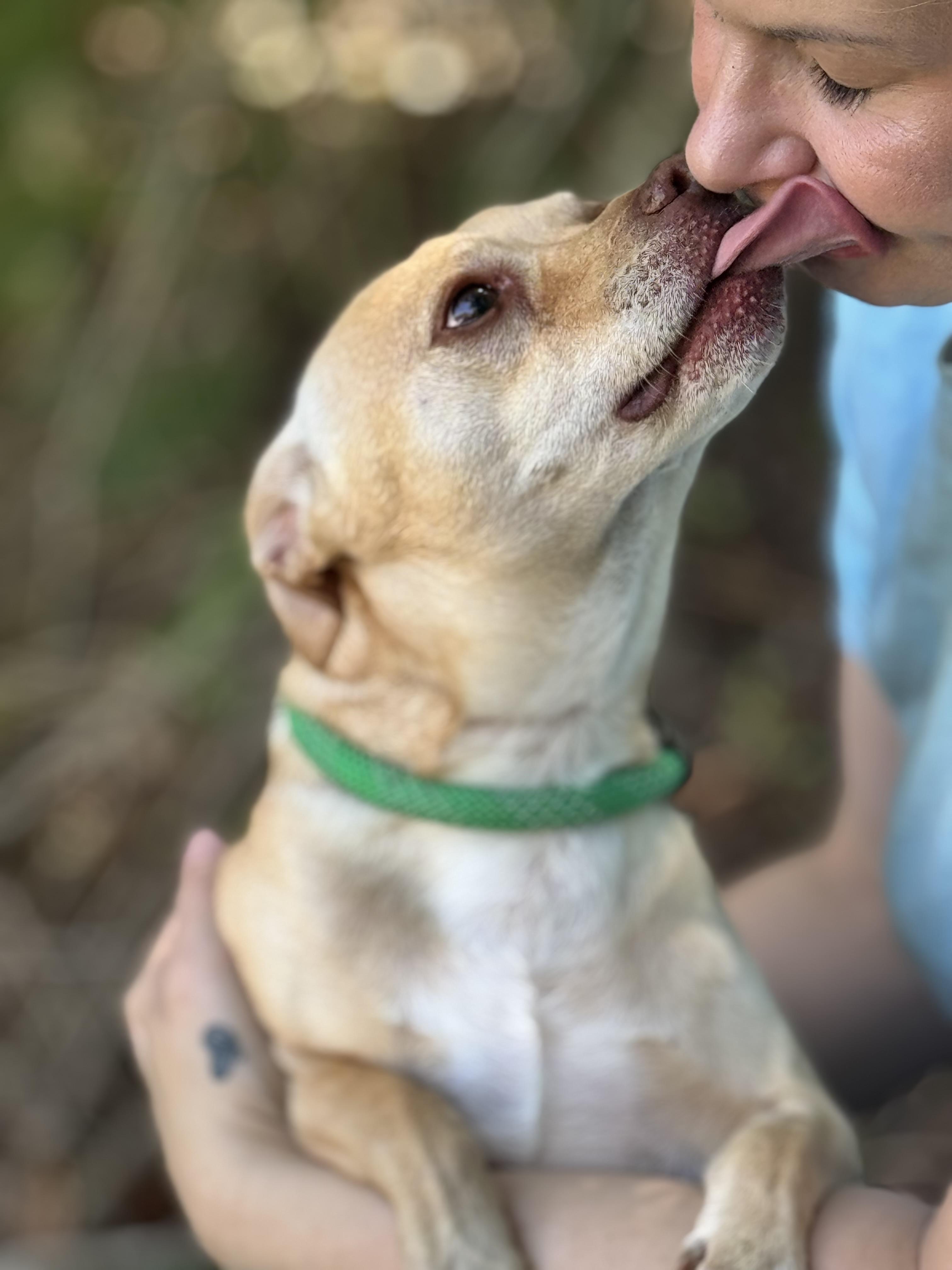 Enlarge Toaster, a Adoptable mixed breed in Richmond, VA image 5/6