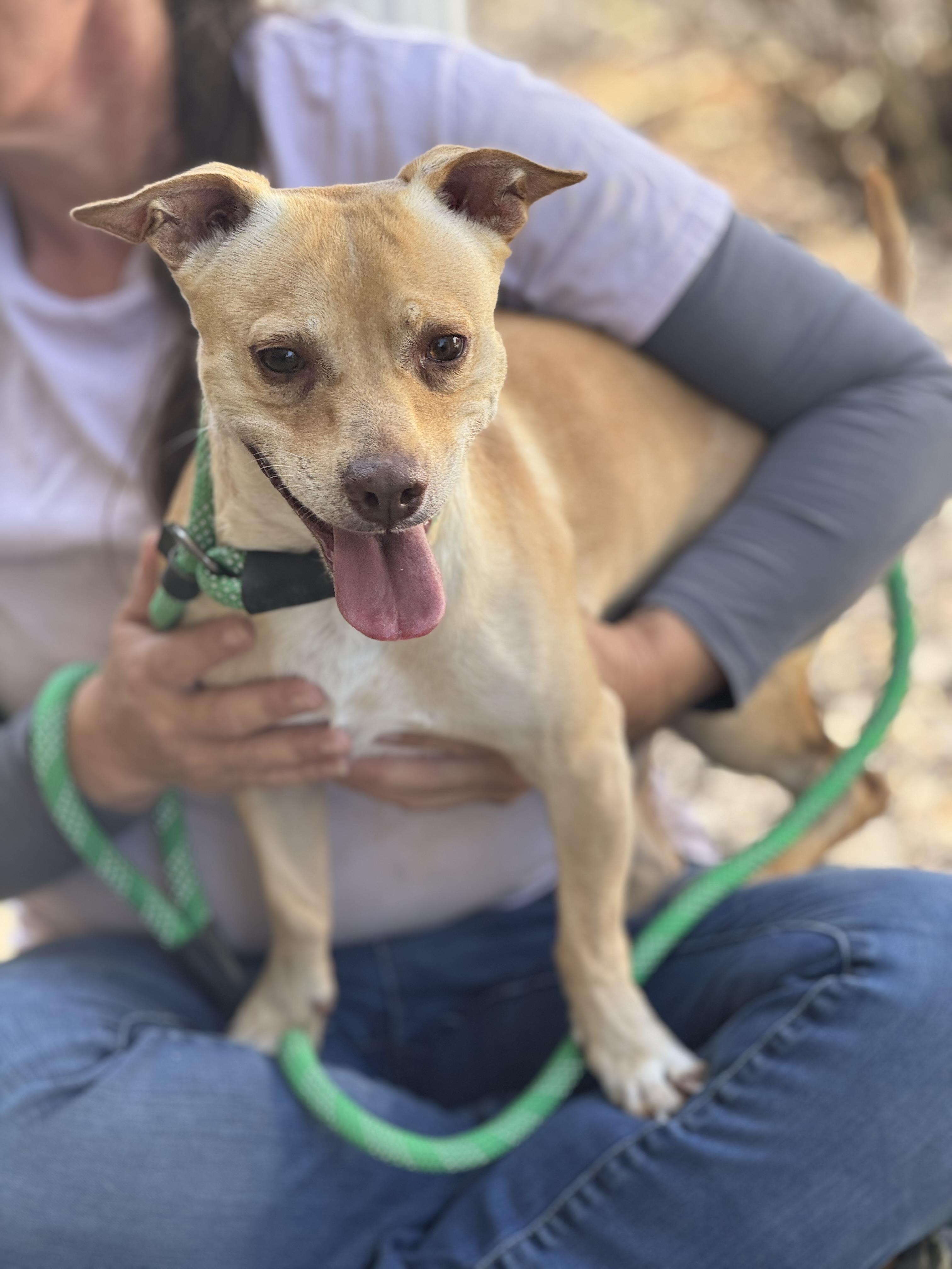 Enlarge Toaster, a Adoptable mixed breed in Richmond, VA image 2/6