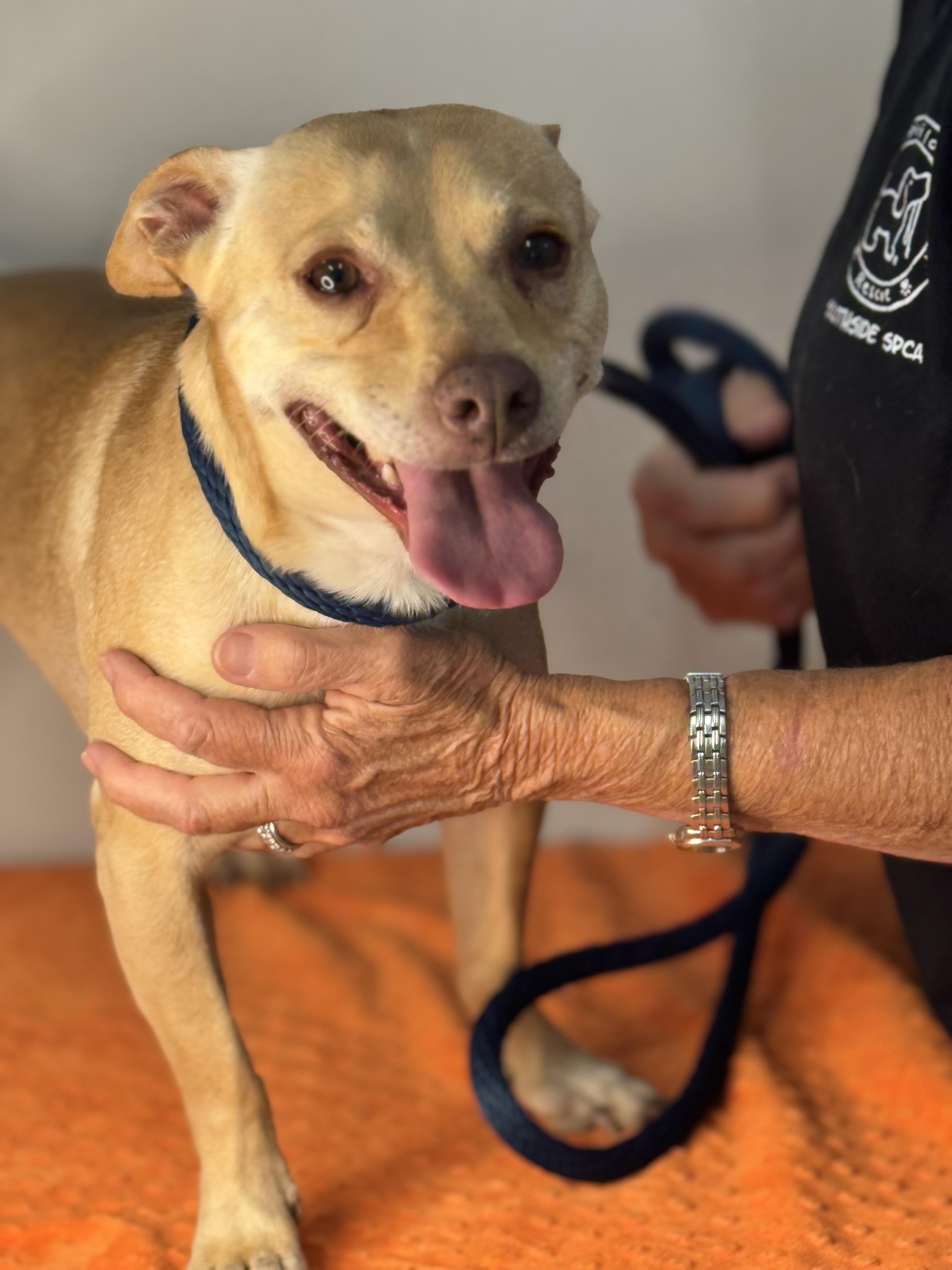 Enlarge Toaster, a Adoptable mixed breed in Richmond, VA image 4/6