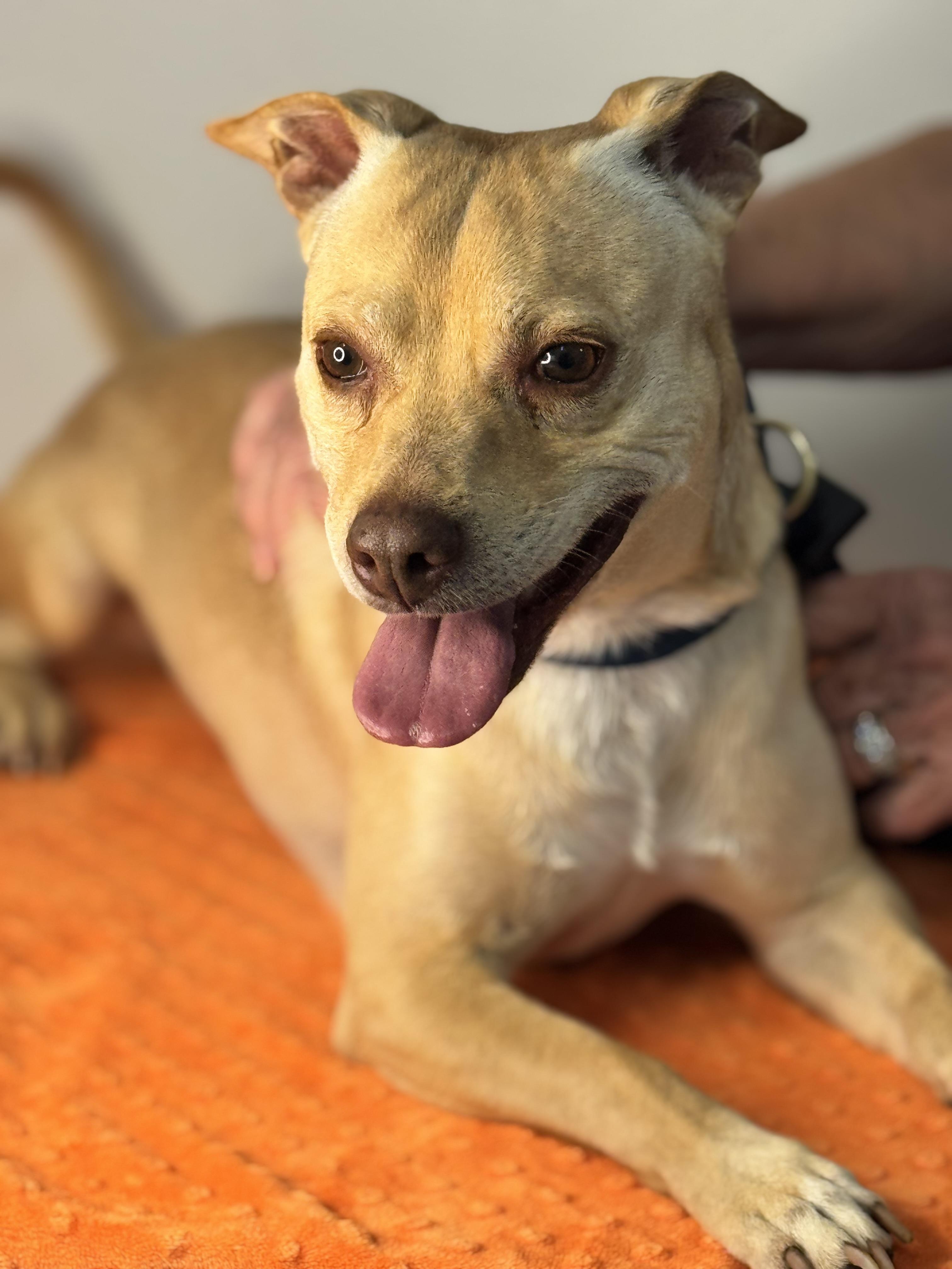 Enlarge Toaster, a Adoptable mixed breed in Richmond, VA image 3/6