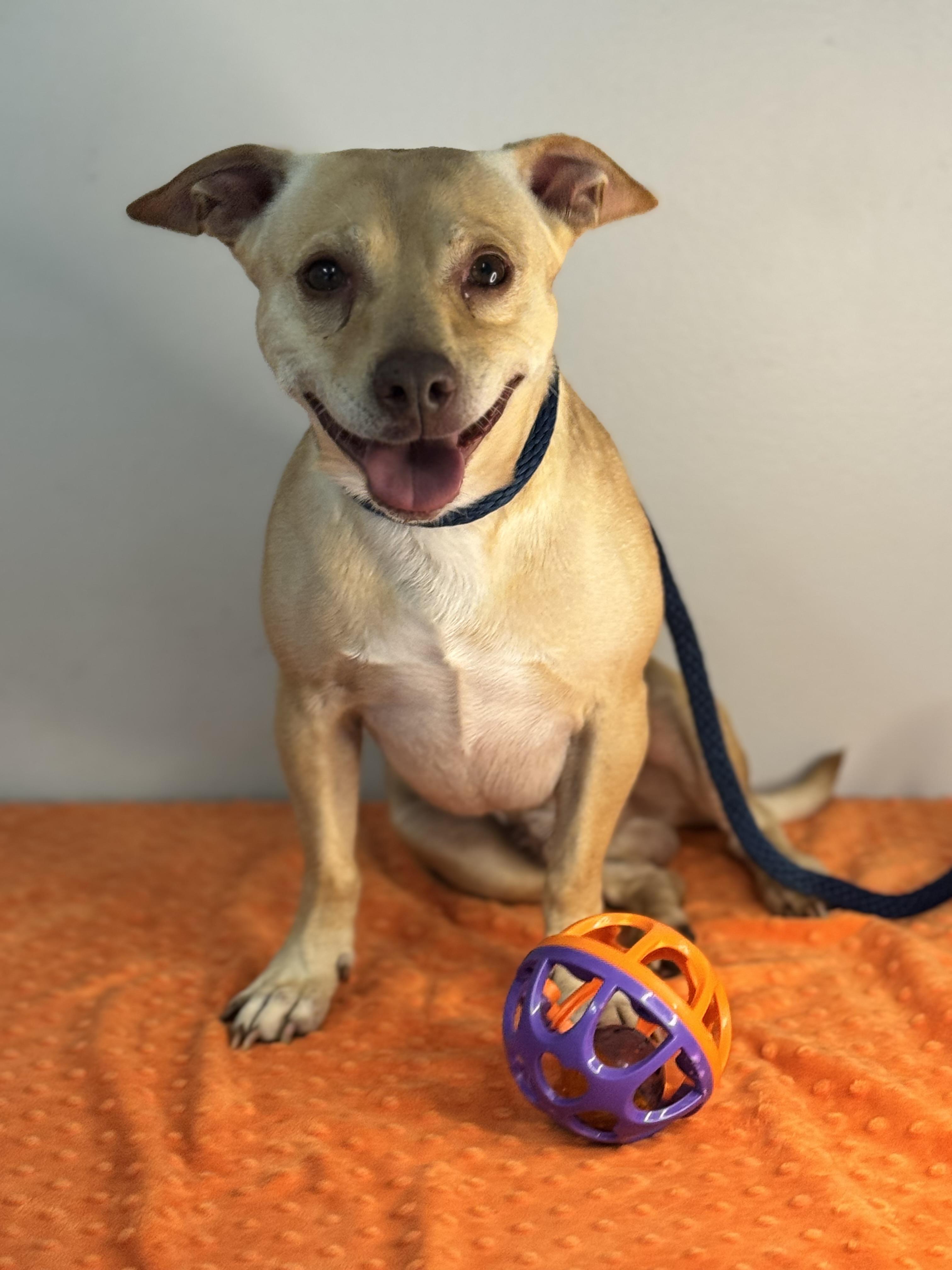 Enlarge Toaster, a Adoptable mixed breed in Richmond, VA image 6/6