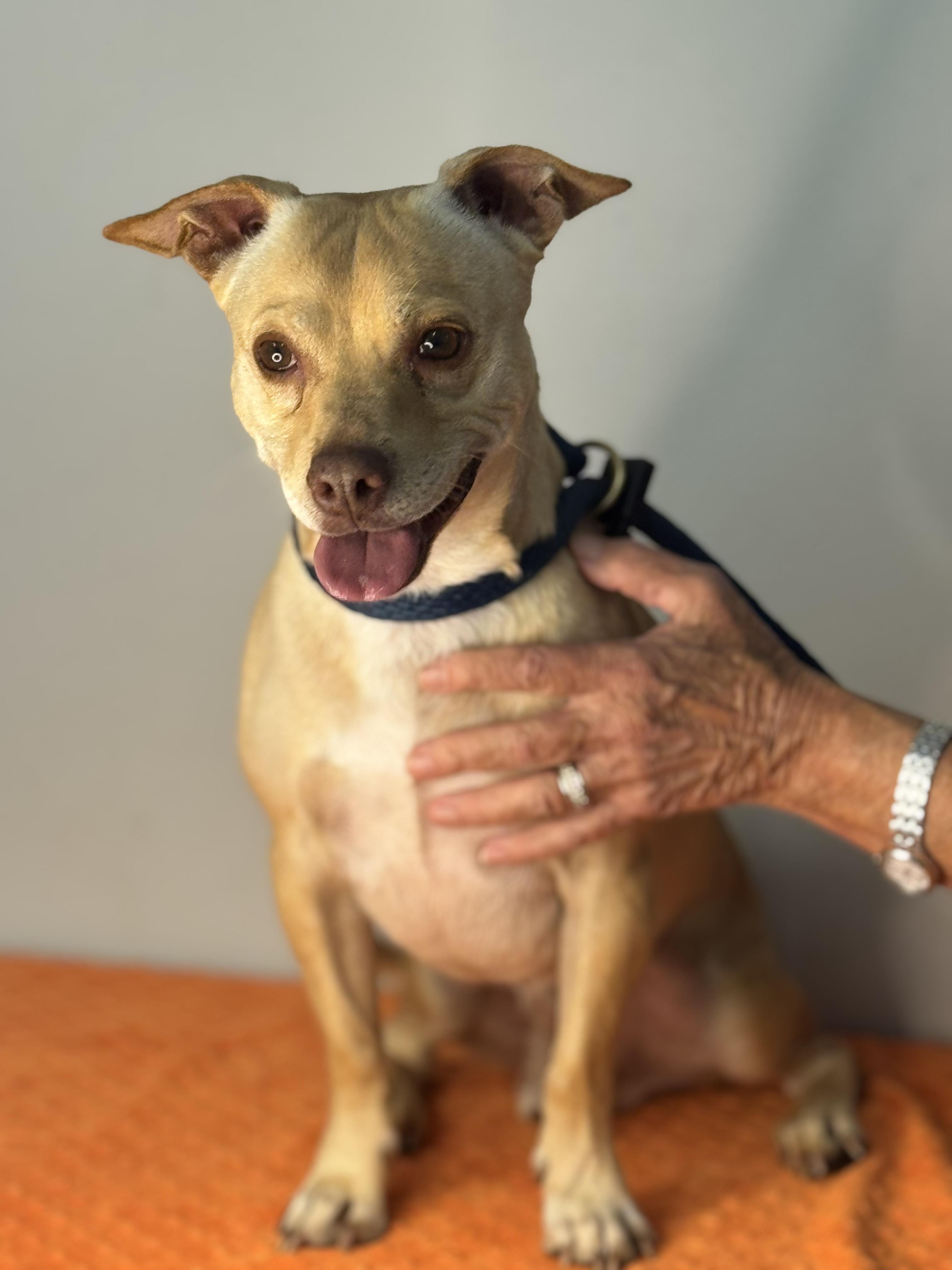 Enlarge Toaster, a Adoptable mixed breed in Richmond, VA image 1/6
