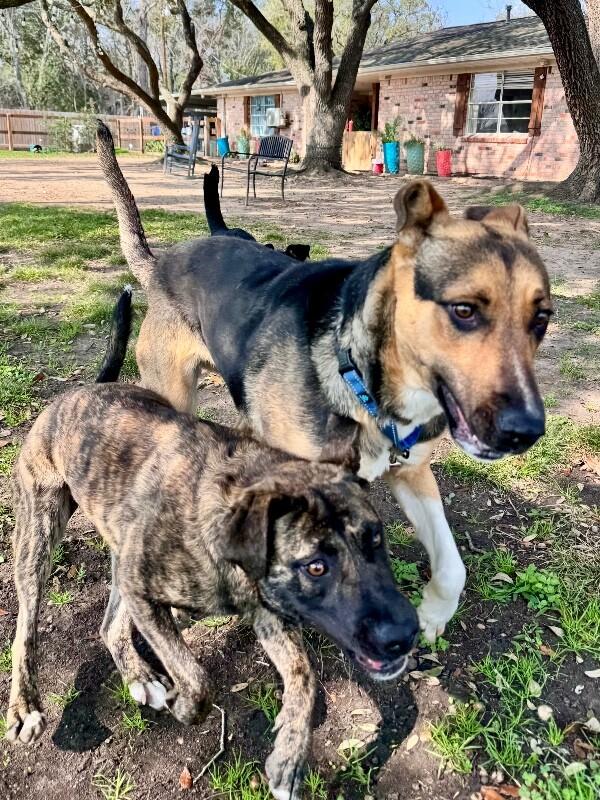 Abby Smiles Is Happiness On Four Paws — thumbnail 3