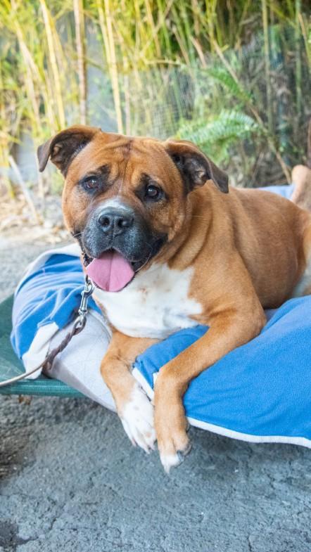 Enlarge Uki, a Adoptable mixed breed in Los Angeles, CA image 1/6