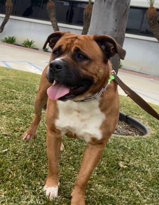 Enlarge Uki, a Adoptable mixed breed in Los Angeles, CA image 2/6