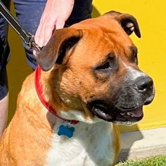 Enlarge Uki, a Adoptable mixed breed in Los Angeles, CA image 3/6