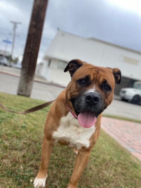 Enlarge Uki, a Adoptable mixed breed in Los Angeles, CA image 4/6