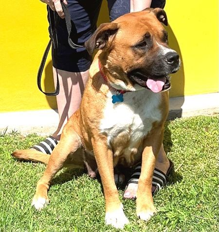 Enlarge Uki, a Adoptable mixed breed in Los Angeles, CA image 5/6