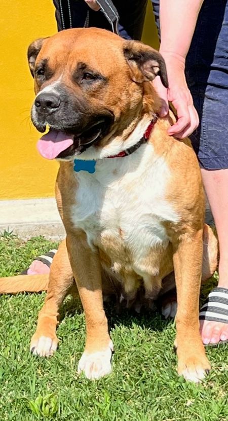 Enlarge Uki, a Adoptable mixed breed in Los Angeles, CA image 6/6