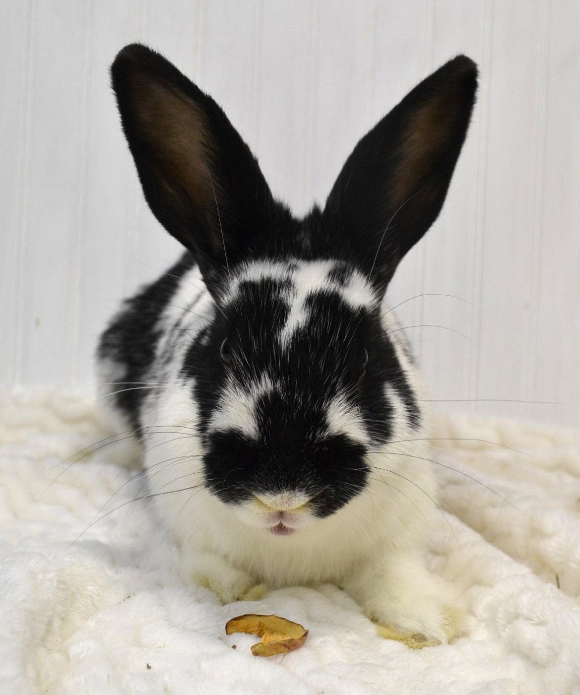 Cookie, a Adopted English Spot in Lakeville, MN image 1/3