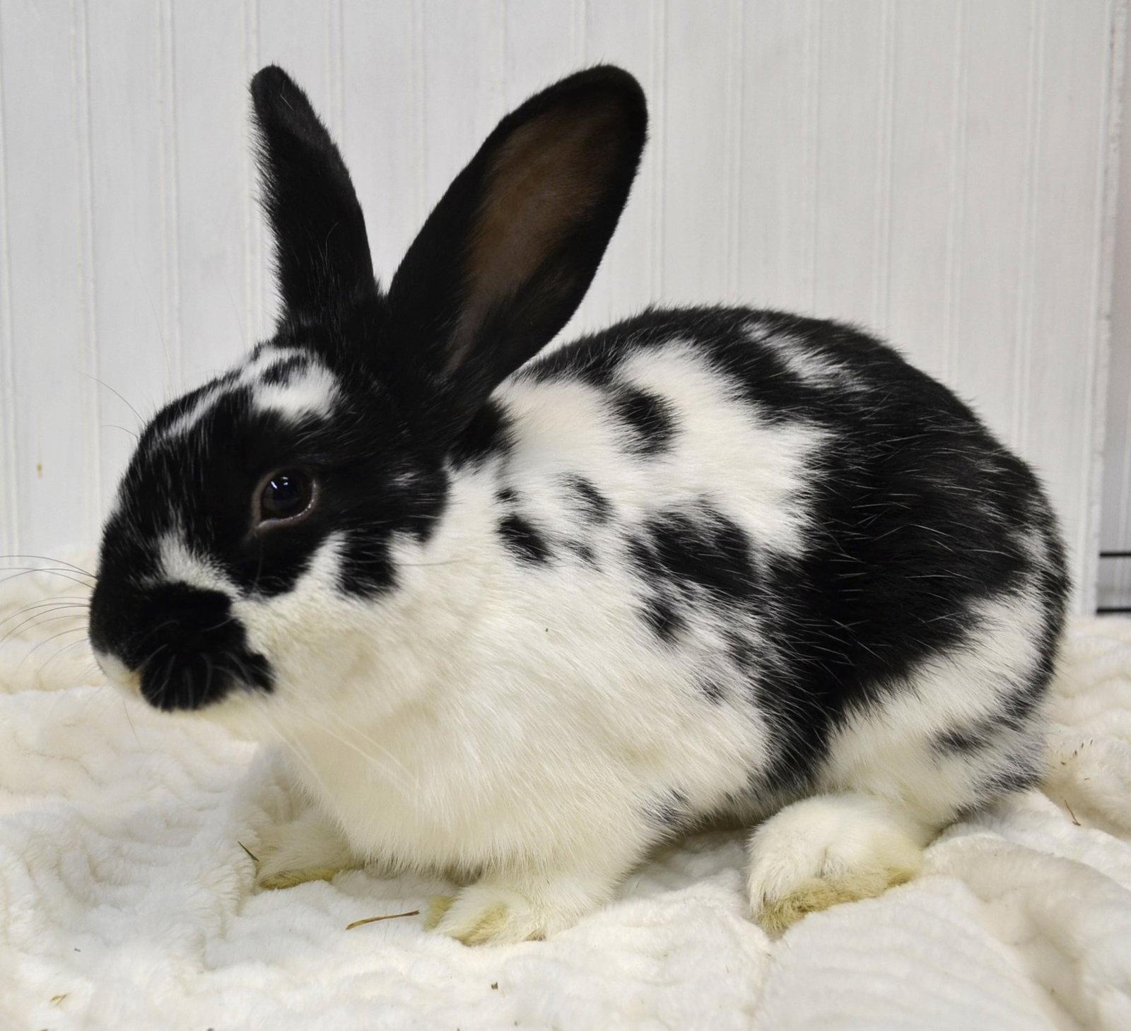 Cookie, a Adopted English Spot in Lakeville, MN image 2/3