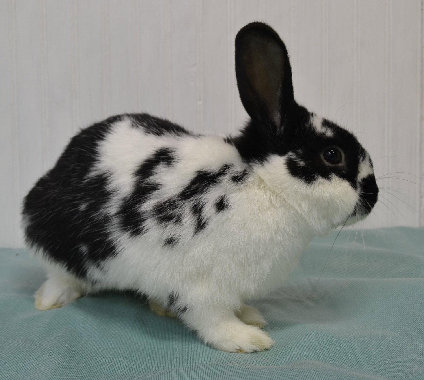 Cookie, a Adopted English Spot in Lakeville, MN image 3/3
