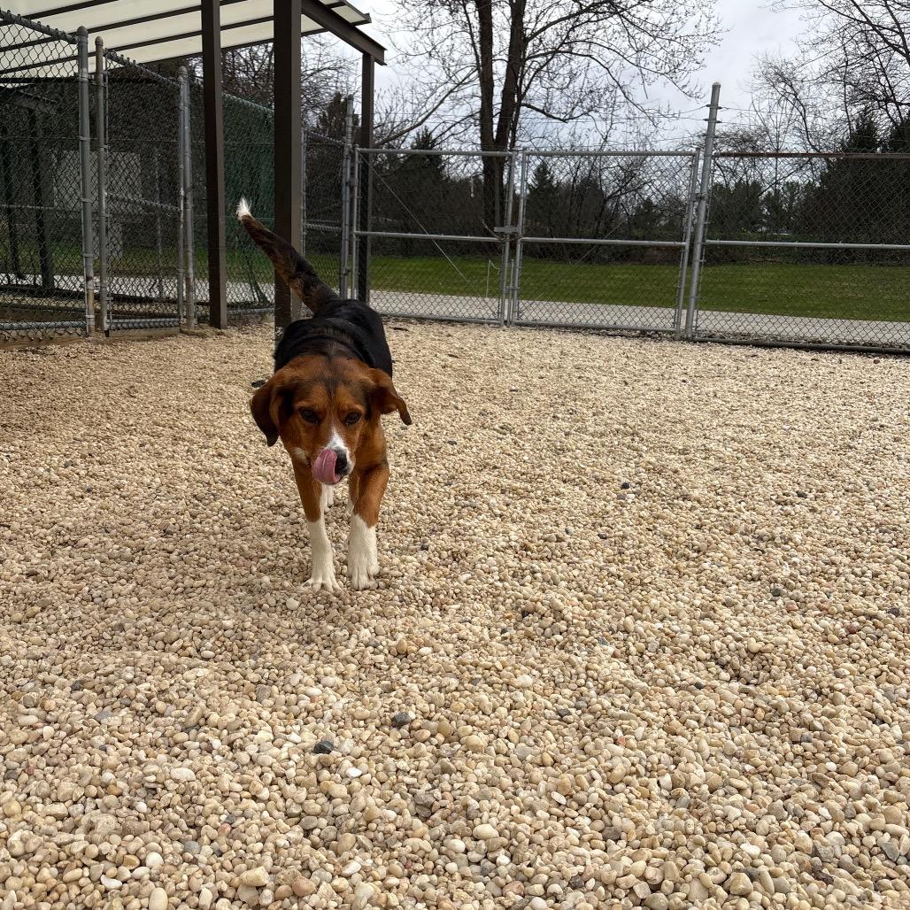 Enlarge Willow, a Adoptable mixed breed in Novelty, OH image 1/6