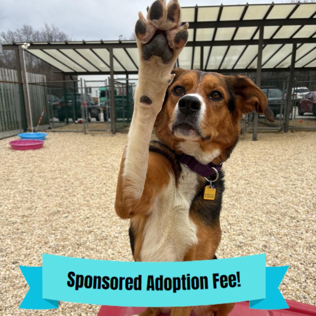 Enlarge Willow, a Adoptable mixed breed in Novelty, OH image 2/6