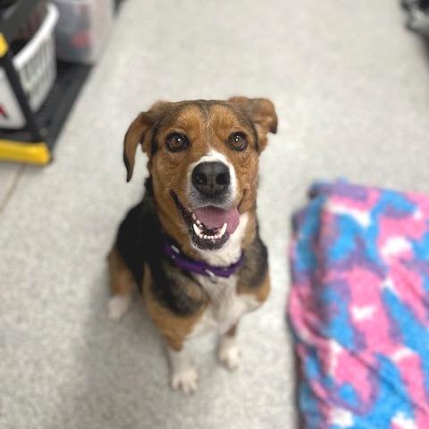 Enlarge Willow, a Adoptable mixed breed in Novelty, OH image 3/6