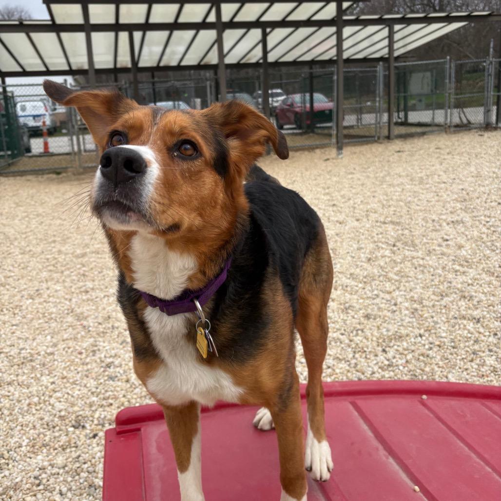 Enlarge Willow, a Adoptable mixed breed in Novelty, OH image 4/6