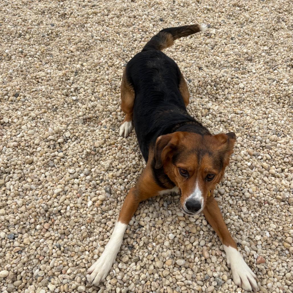 Enlarge Willow, a Adoptable mixed breed in Novelty, OH image 5/6