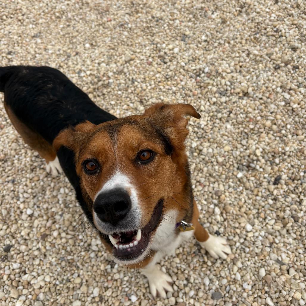 Enlarge Willow, a Adoptable mixed breed in Novelty, OH image 6/6