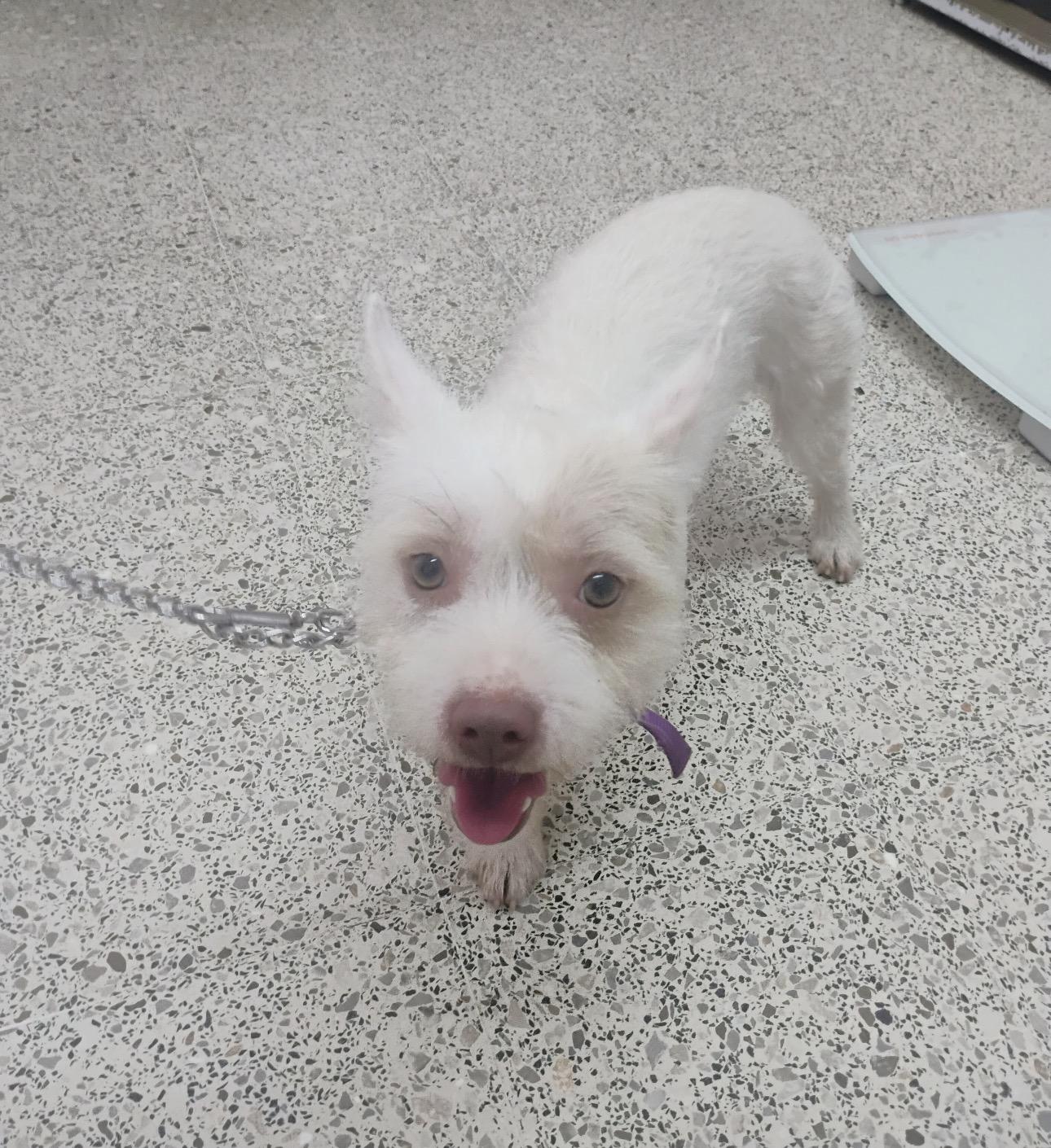 BLONDE, Adoptable, Young Male West Highland White Terrier / Westie & Cairn Terrier.