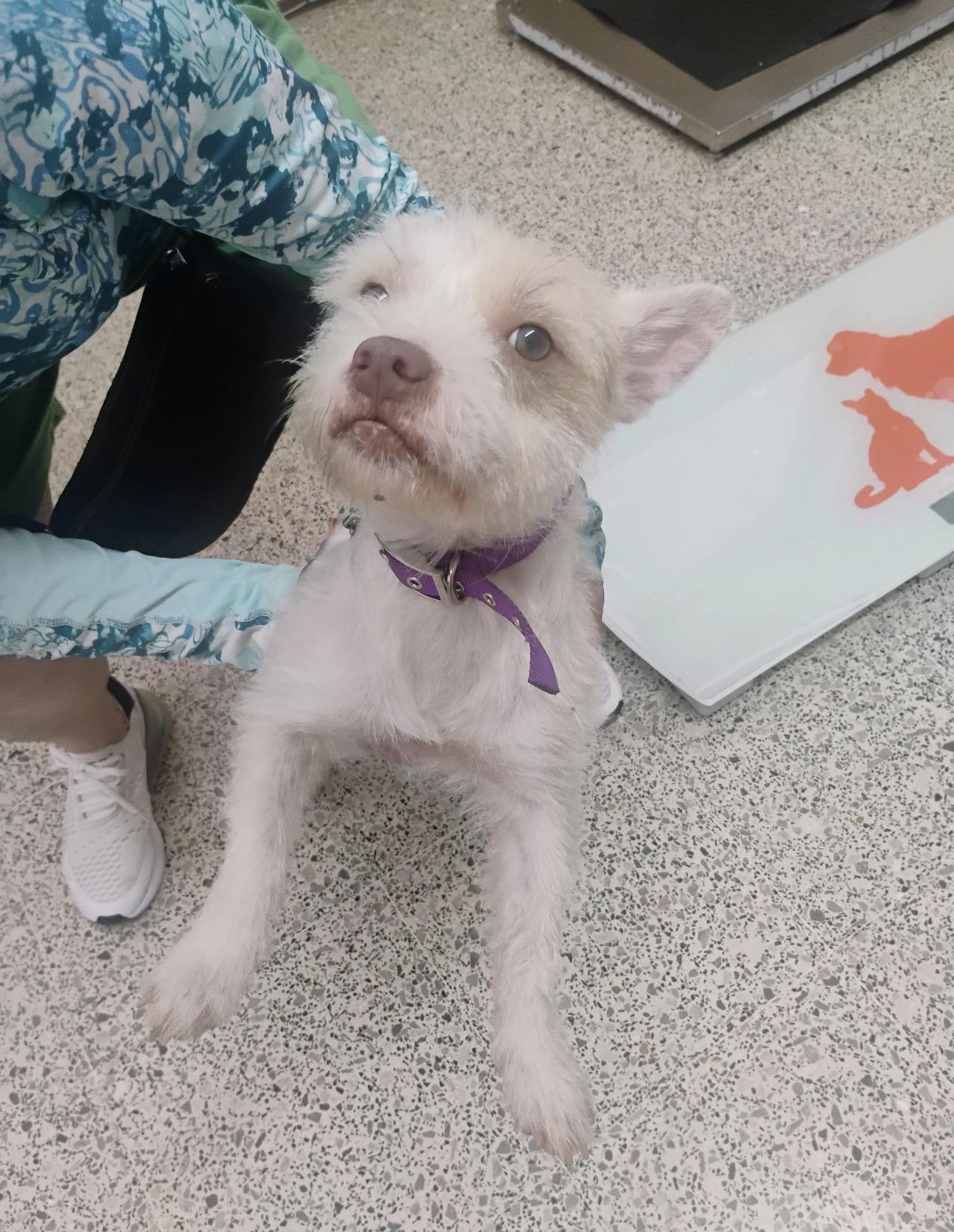 BLONDE, a Adoptable mixed breed in New York, NY image 2/2