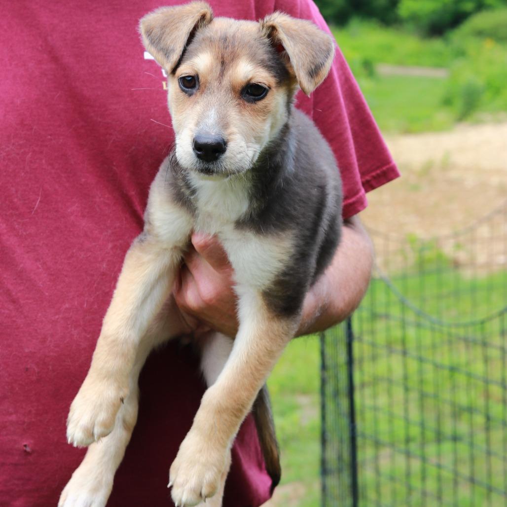 Enlarge CT Pilar, a Adoptable Mixed Breed in Stormville, NY image 1/4