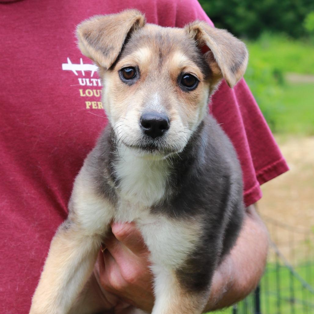 Enlarge CT Pilar, a Adoptable Mixed Breed in Stormville, NY image 2/4