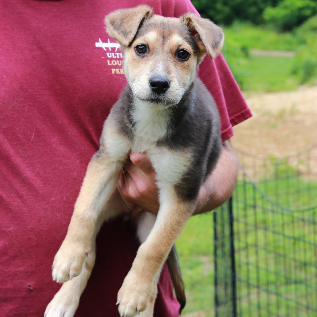 Enlarge CT Pilar, a Adoptable Mixed Breed in Stormville, NY image 3/4